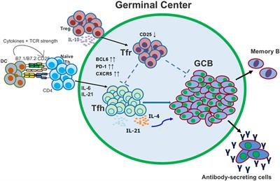 Frontiers | Unexpected Help: Follicular Regulatory T Cells In The ...